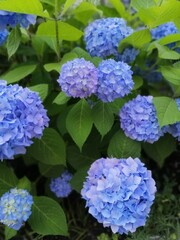 Very beautiful blue Hydrangea macrophylla in a summer garden on a flower bed.
Floral wallpaper.
