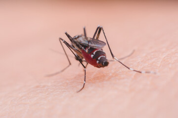 A mosquito that carries dengue fever, Zika virus is sucking blood on a person's skin.