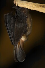 closeup of a bat