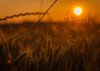 Zachód słońca, kłosy zbóż i traw