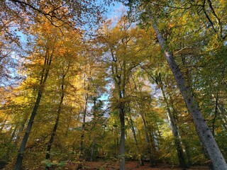 Fototapeta premium Herbstwald