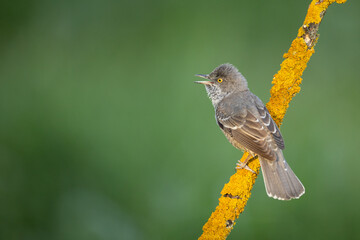 barred warbler - migratory passerine singing bird Sylvia nisoria sitting on branch, male - Poland, Europe