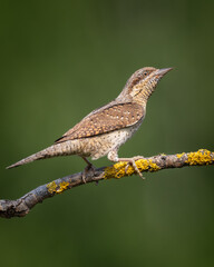 Bird - Jynx torquilla Wryneck on green background, warm sunset light