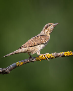 Bird - Jynx torquilla Wryneck on green background, warm sunset light