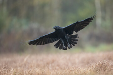 Bird - beautiful raven Corvus corax flying bird North Poland Europe