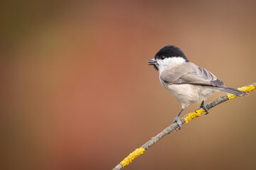 Bird - Marsh tit Poecile palustris perched on branch, winter time Poland Europe