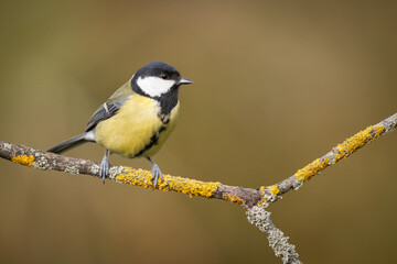 Colorful great tit ( Parus major ) perched on a tree trunk, photographed in horizontal, amazing background
