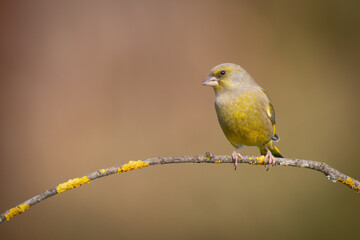 European greenfinch Chloris chloris or common greenfinch songbird small yellow bird on blurry background