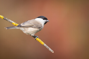 Bird - Marsh tit Poecile palustris perched on branch, winter time Poland Europe
