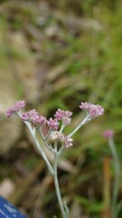 flowers of Antennaria dioica also known as cats foot, rose, Stoloniferous pussytoes