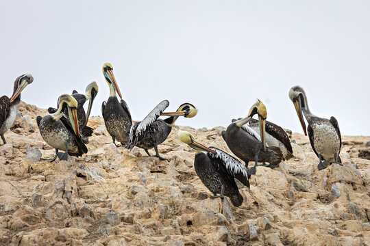 A group of pelicans on the island of Ballestas (Paracas). Peru.