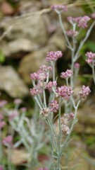Obraz premium flowers of Antennaria dioica also known as cats foot, rose, Stoloniferous pussytoes