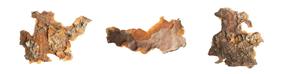 pine bark on white isolated background