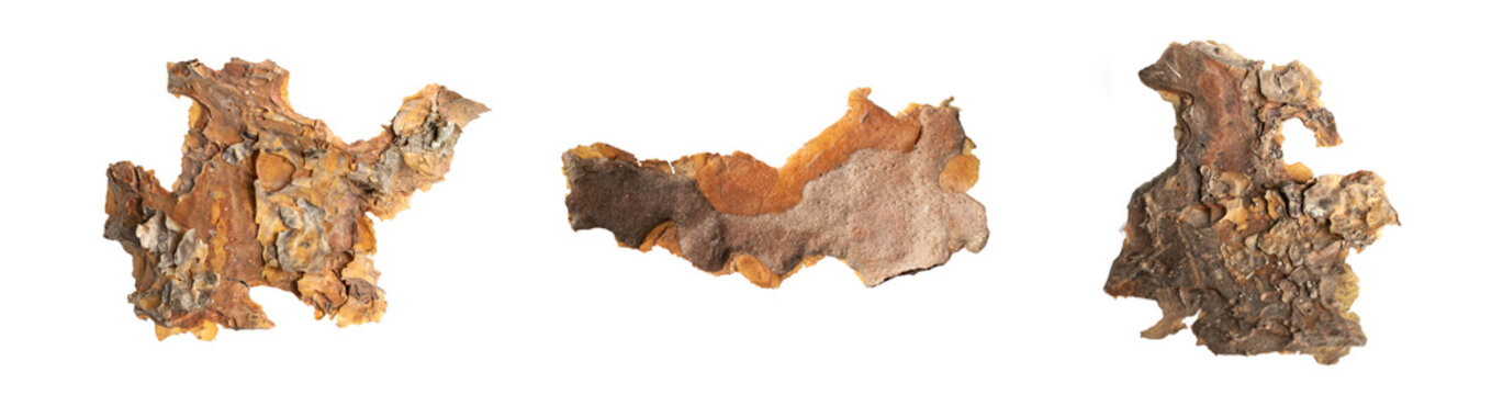 pine bark on white isolated background