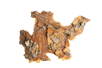 pine bark on white isolated background