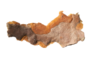 pine bark on white isolated background