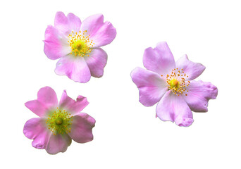 pink wild rose on white isolated background