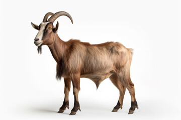 Majestic Profile: The Brown Goat