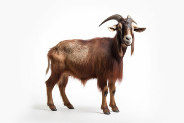 Fototapeta premium Majestic Profile: The Brown Goat