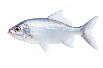 Obraz premium Fish Isolated On White, Fish On White Background, Fish