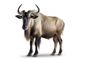 The Gaze of the Savannah: A Portrait of a Wildebeest