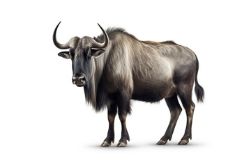 The Gaze of the Savannah: A Portrait of a Wildebeest