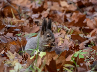 Close-up of the Red Squirrel (Sciurus vulgaris) with winter grey coat sitting on ground among fallen, dry, brown leaves in autumn