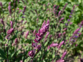 Salvia x superba or Salvia nemorosa 'Caradonna' with unique, glowing dark purple stems and stunning, vertical spikes of rich, violet-blue flowers
