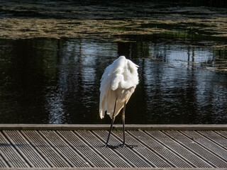 Great or common egret (Ardea alba) with pure white plumage, long neck and yellow bill standing and...
