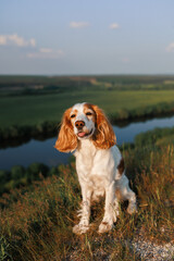 spaniel dog in the field