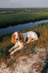 spaniel dog in the field