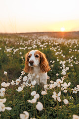 spaniel dog in the anemones field
