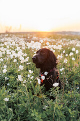 spaniel dog in the anemones field