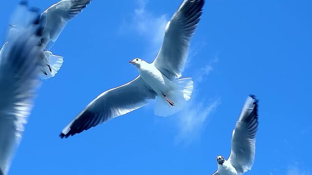 Closeup Of Beautiful shots of a seagull flying in clear blue sky 