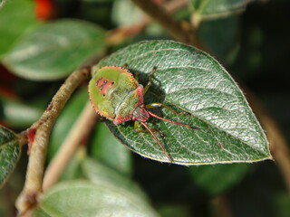 Hawthorn shield bug (Acanthosoma haemorrhoidale) fifth instar nymph basking on a cotoneaster plant