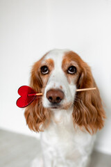 portrait of a spaniel dog