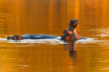 Two hippopotamuses half immersed in pond seen during a golden hour evening, with one yawning with its mouth wide, Windhoek, Namibia
