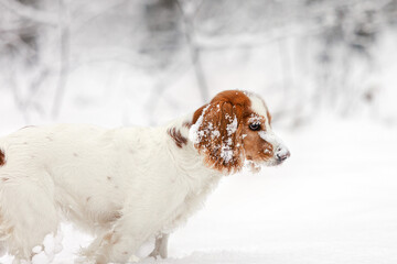 Spaniel dog in snow