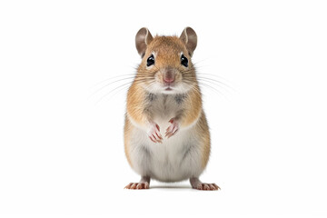 Curious Whiskers: A Gerbil's Inquisitive Stance