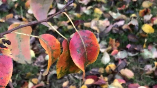 autumnal red colored pear tree leaves fluttering in wind with fallen leaves in a blurred background