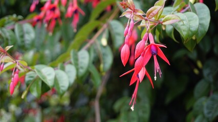 Closeup of flowers of Fuchsia magellanica also known as Hummingbird Fuchsia, Dollar Princess etc