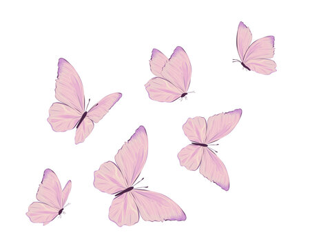 set of butterflies pink butterfly on white background