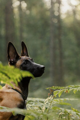 Malinois