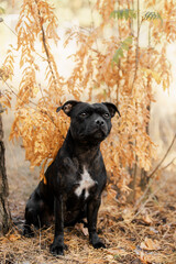 staffordshire bull terrier