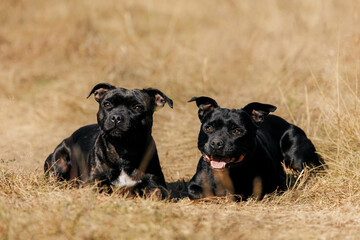 Obraz premium staffordshire bull terrier