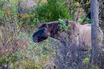 Konik im Einsatz gegen die Versteppung der Landschaft © helzet