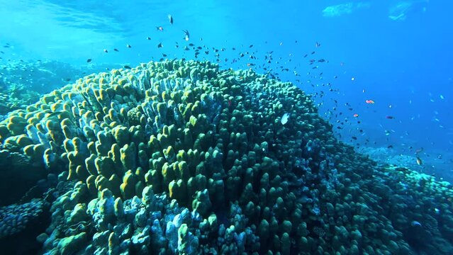 Scenic colorful view of underwater life with coral reefs and fish