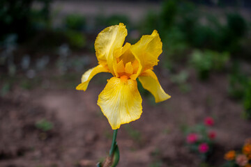 Beautiful bright yellow iris flower growing in the garden. Spring nature.