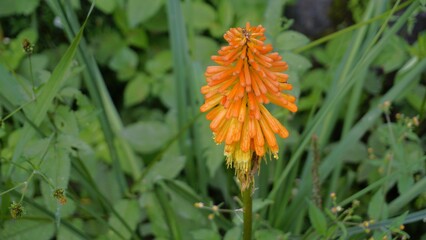 flowers of Kniphofia linearifolia also known as Common red hot poker, Candy Corn Flower