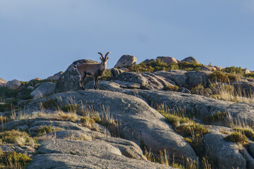 Adult male capra pyrenaica lusitanica standing still on a rock looking curiously at the camera, Peneda-Geres National Park, Vilar da Veiga, Portugal